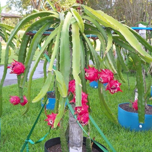 Talea pitaya pithaya - ,