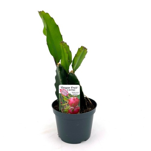 Pianta pitaya cactus dragon - pitaya,,