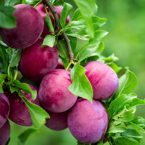 Pianta frutto susino sangue - frutto,